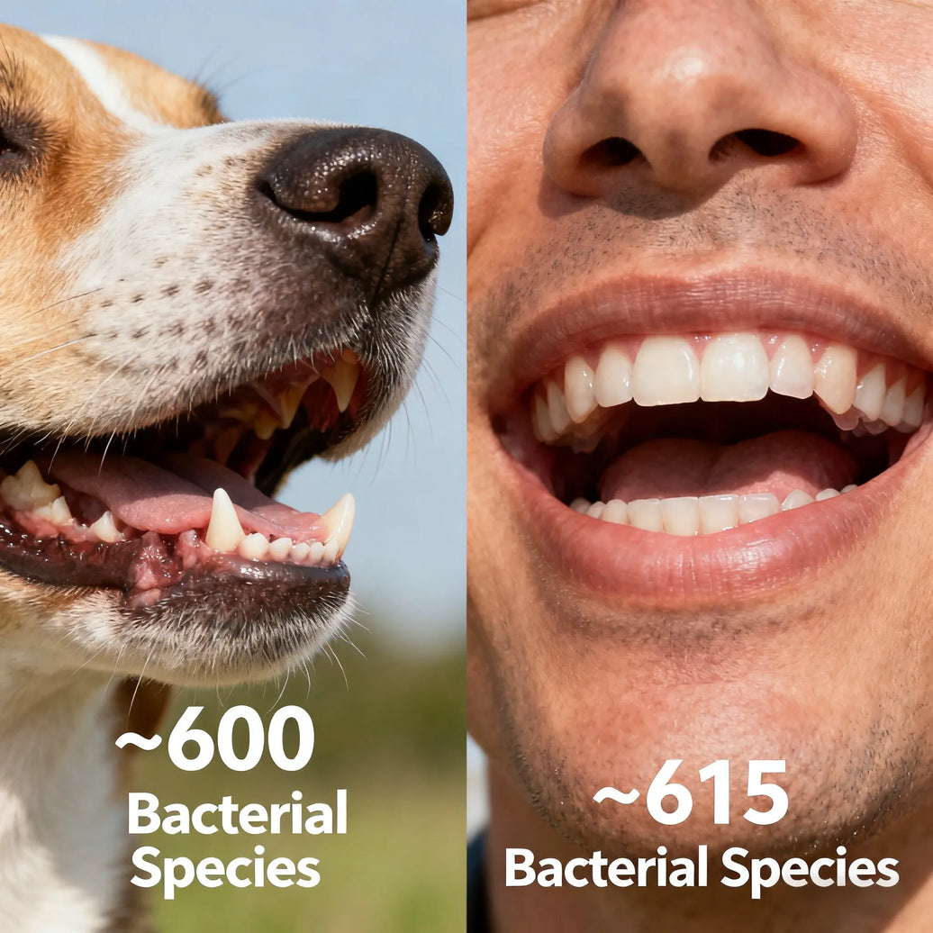 Are Dog's Mouths Cleaner Than Human's?