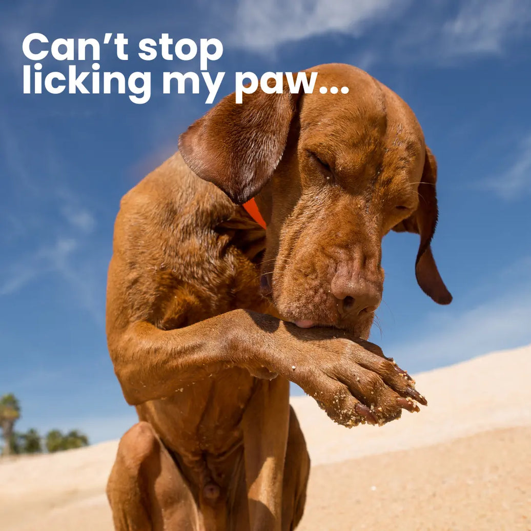 Why Does My Dog Lick His Paws?