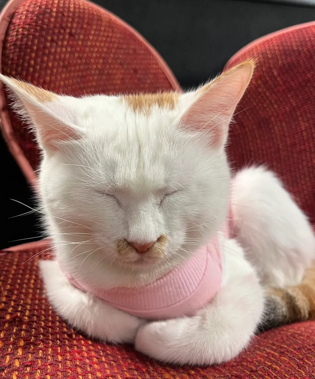 Think Your Cat Is Fine? Hidden Signs of Pain You Might Be Missing