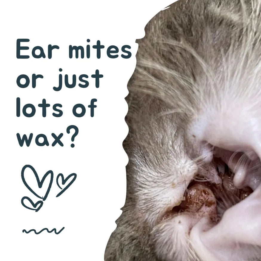 Cat Ear Mites: What They Look Like, Symptoms, and Treatment