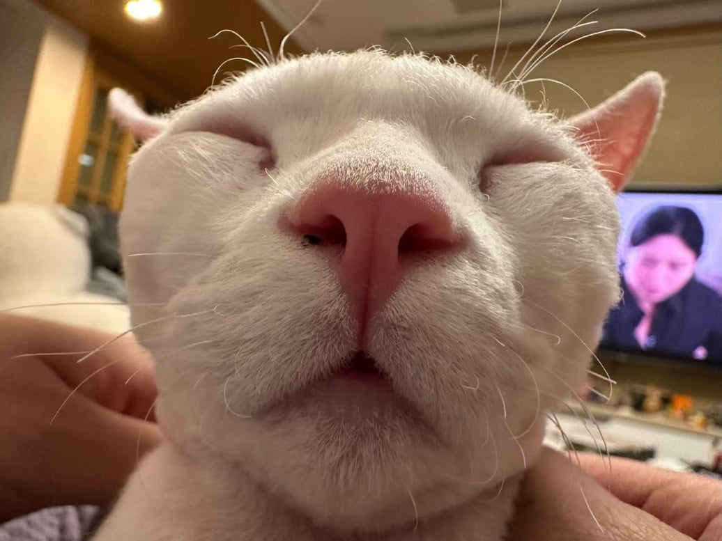 Complete Guide to Cat Care: Essential Tips for First-Time Cat Parents - 4FurBaby