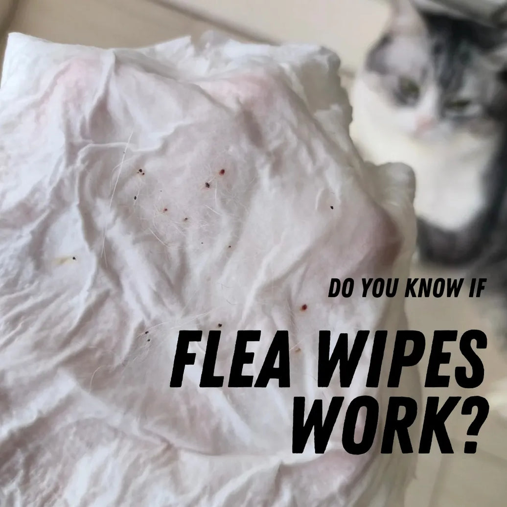 Do Flea Wipes Work? Gentle, Effective Flea Control for Pet Parents