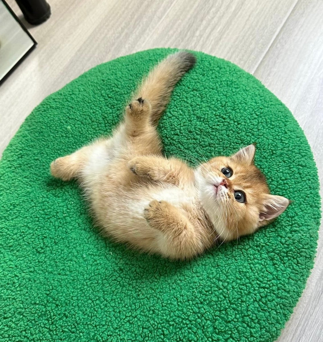 How to Train Your Kitten to Use a Litter Box: A Complete Guide for New Cat Parents - 4FurBaby