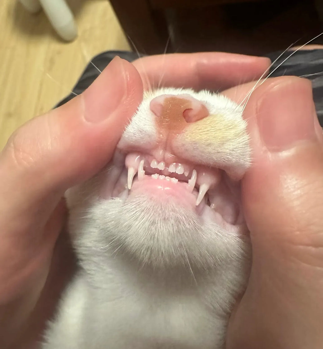 How to Tell How Old a Cat Is - Vet‑Reviewed Age Chart & Teeth Timeline