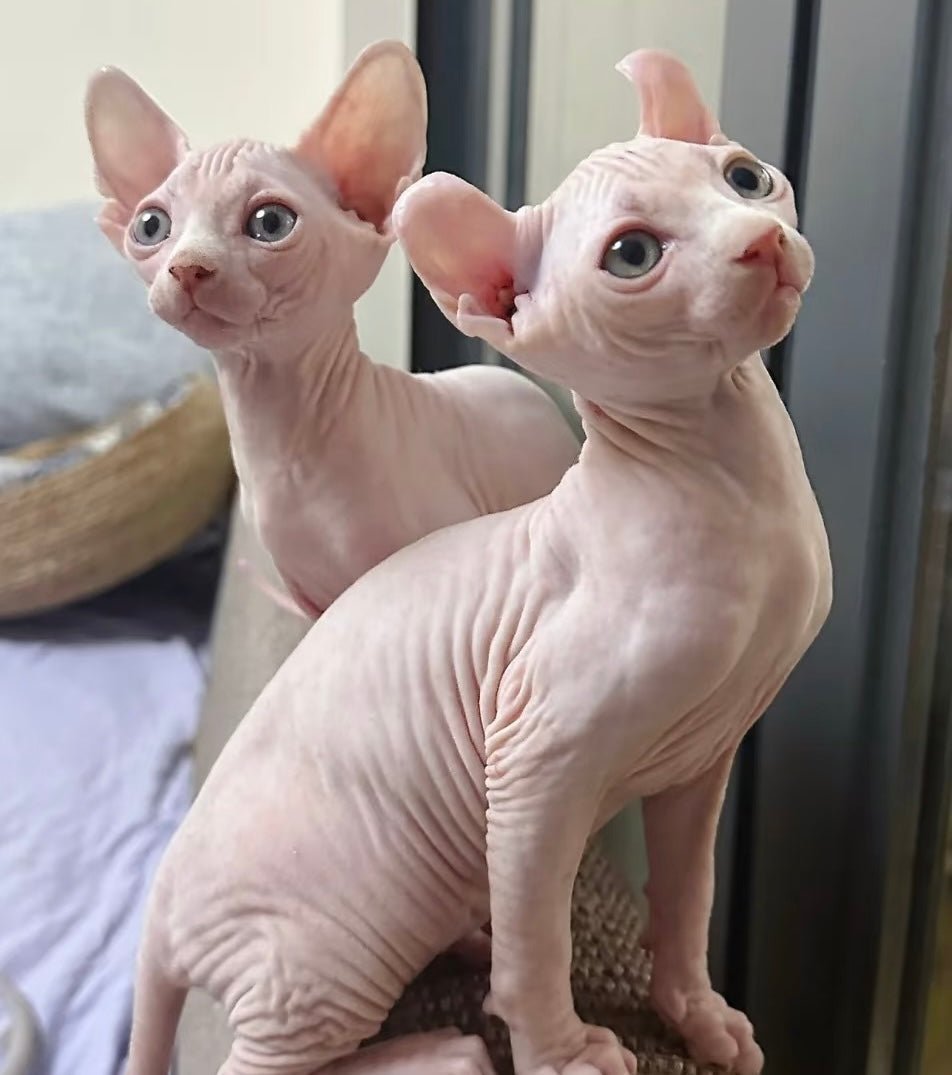 Sphynx Furbaby Care Guide: Grooming, Health, and Everyday Happiness - 4FurBaby