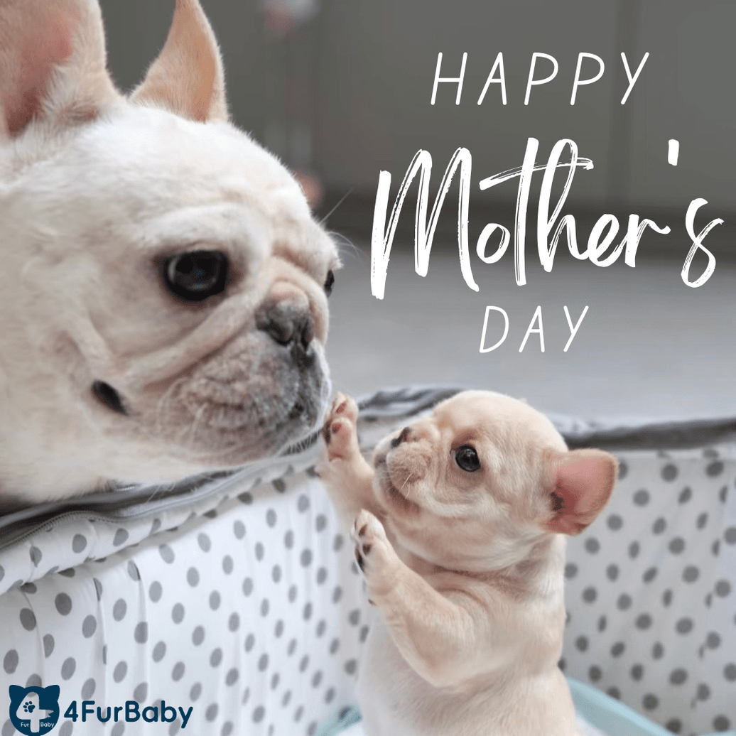 Unique Ways to Celebrate Dog Mom Day and Mother’s Day Together - 4FurBaby