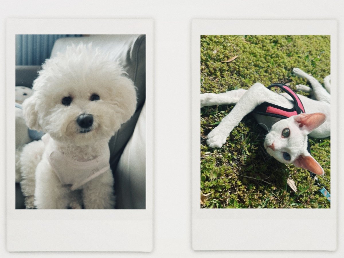 local pet store in New York & lovely pet boss