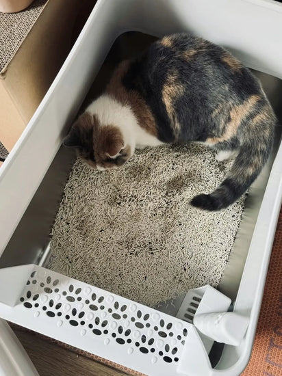 Calico cat using a litter box with a textured surface