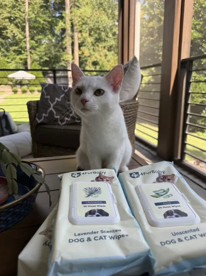 White cat sitting on a table with packages of 4FurBaby dog and cat wipes.