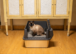 Open and covered litter box comparison