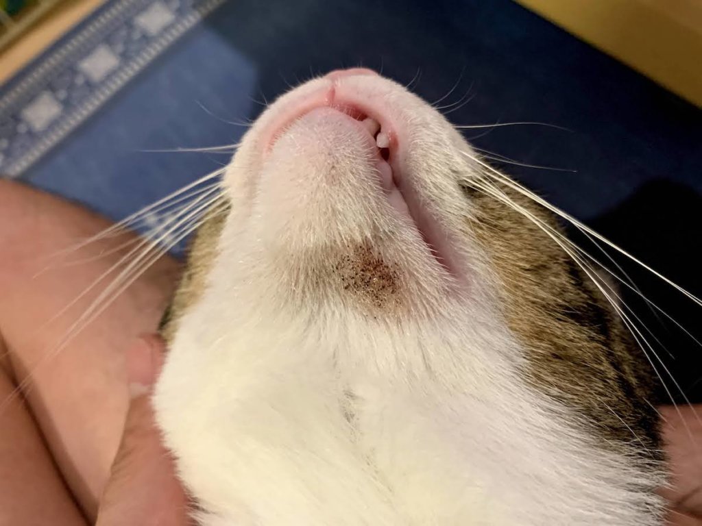Why Does My Cat Have Black Spots on Their Chin? The Bowl Mistake Most Cat Parents Miss