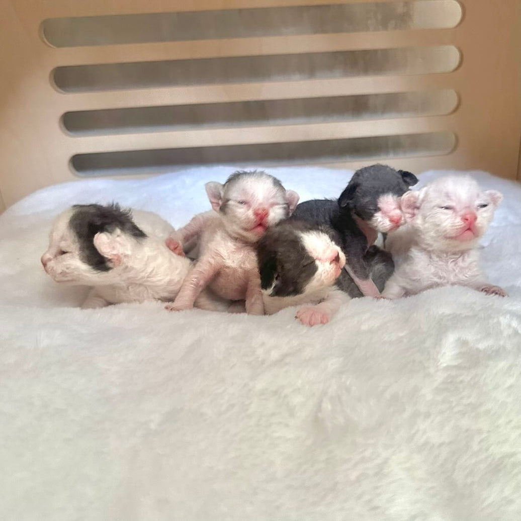 Kitten Growth Stages: The First 3 Months of Our Kittens