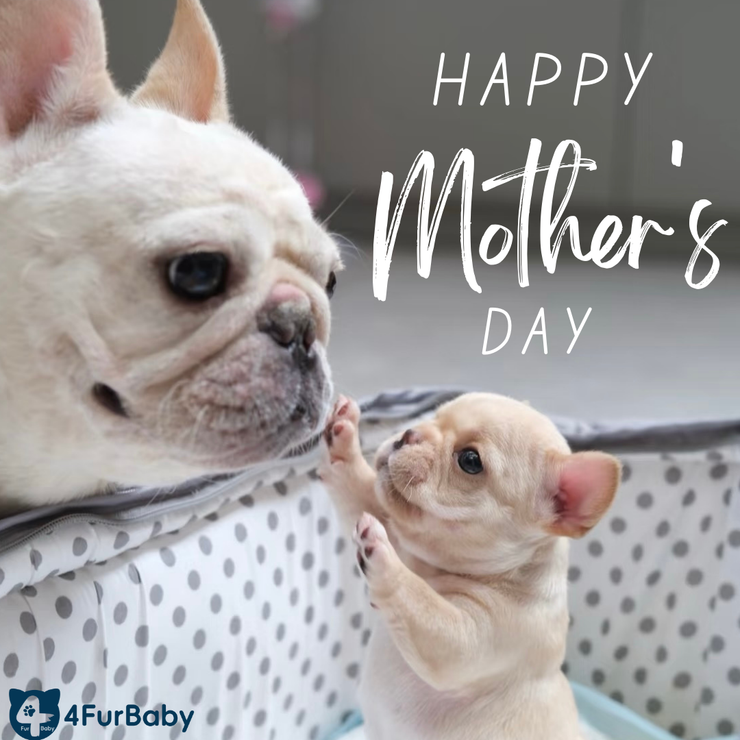 Happy dog mother‘s day