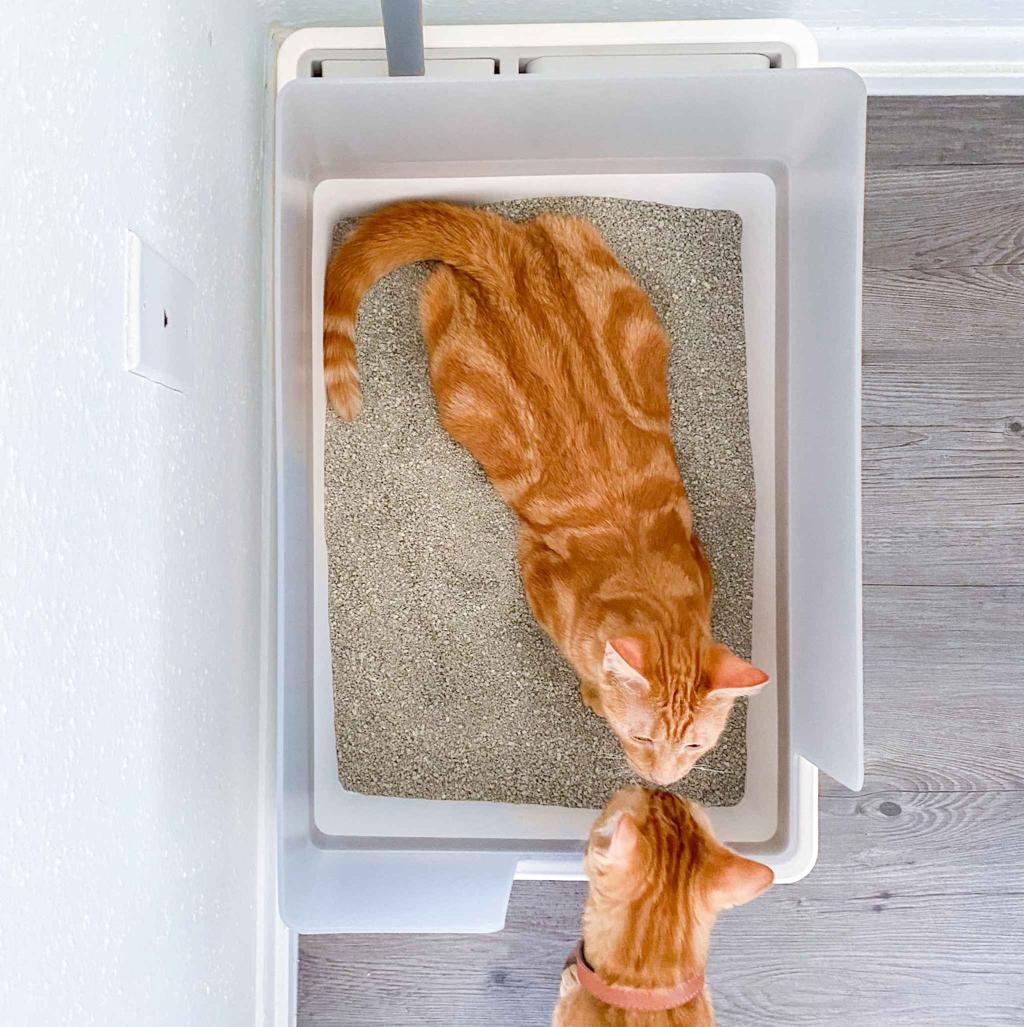 How to Choose the Right Cat Litter and Litter Box: A Complete Guide for Cat Parents