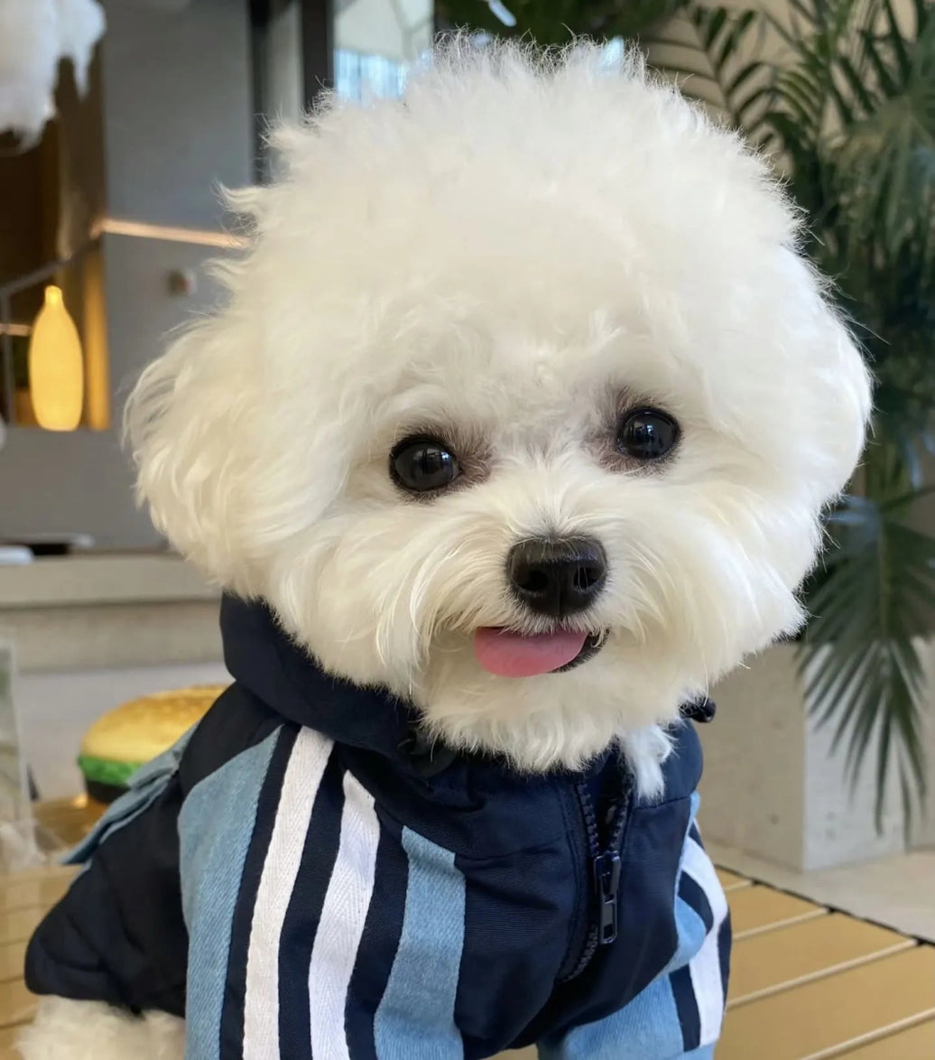 8 Darkest Moments in a Bichon’s Life (Plus One Bright Spot!) - 4FurBaby