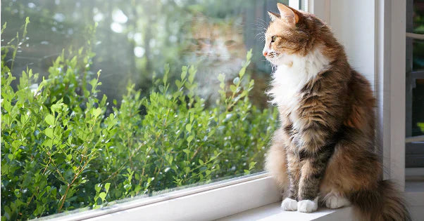 How to enrich our home for cats？