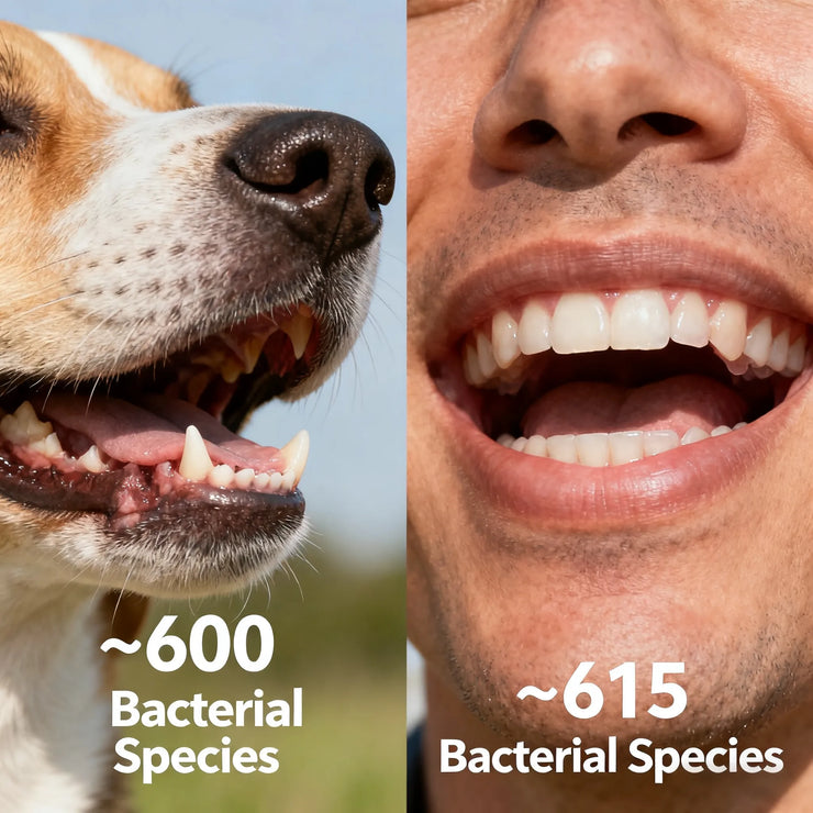 Are Dogs’ Mouths Cleaner Than Humans’? The Real Science Behind Pet Cleanliness