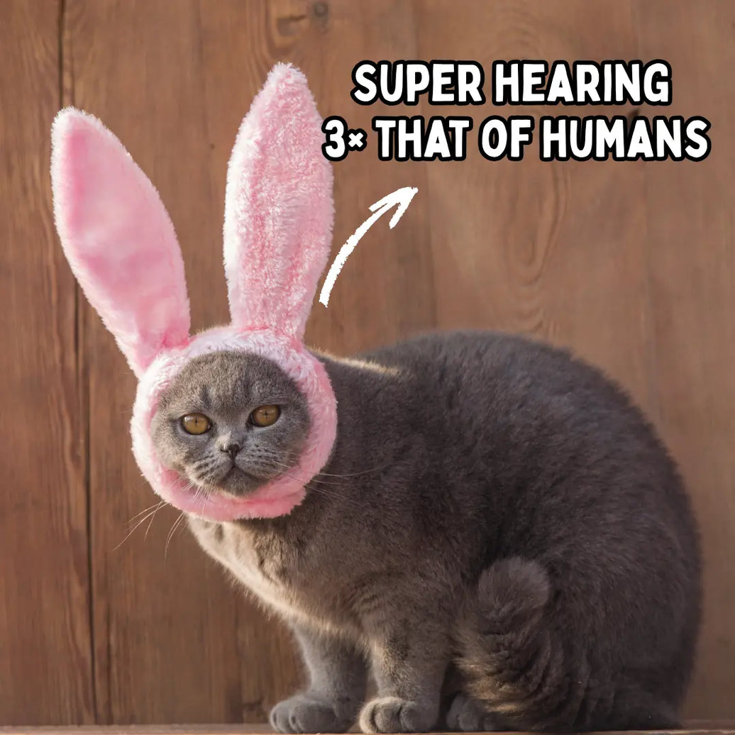 Do Cats Have Good Hearing?