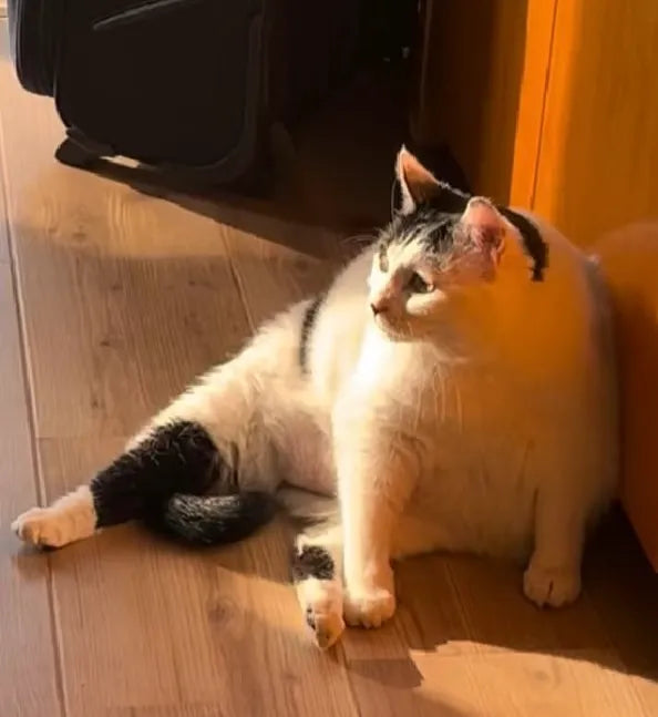 When My Cat Got Arthritis: Lessons in Joint Care and the Importance of a Friendly Home