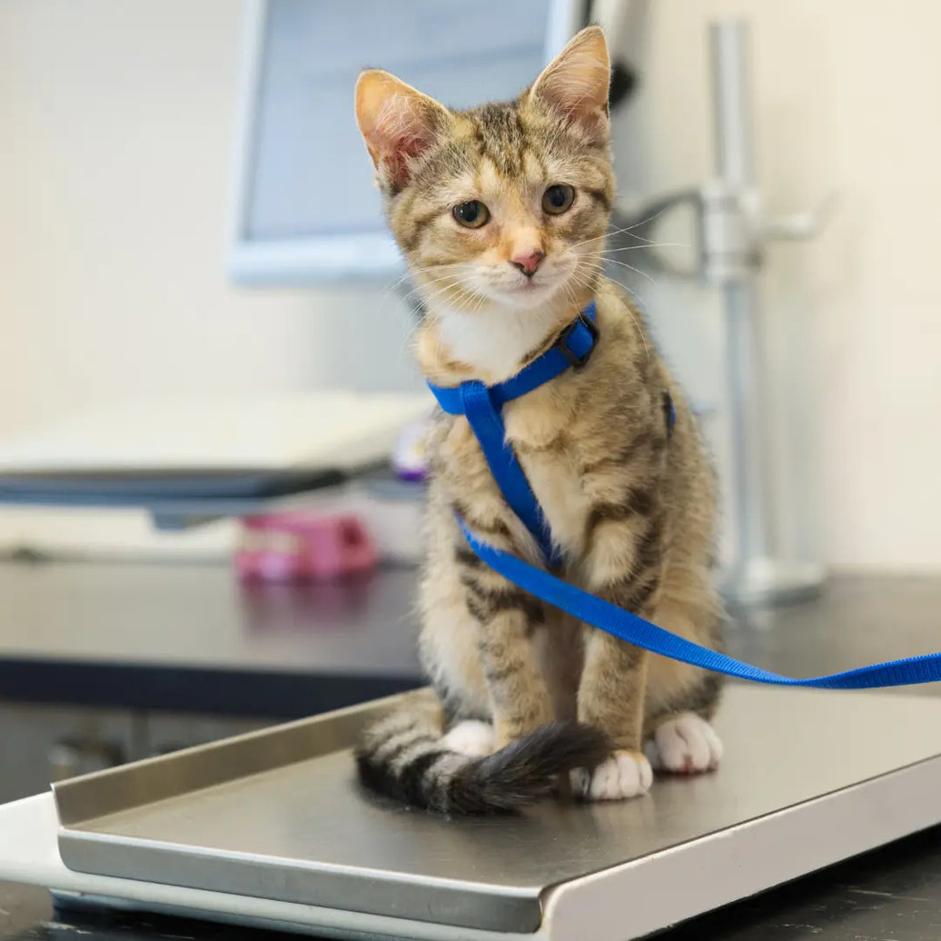 How I Stopped Obsessing Over My Cat’s Weight—and What Actually Works