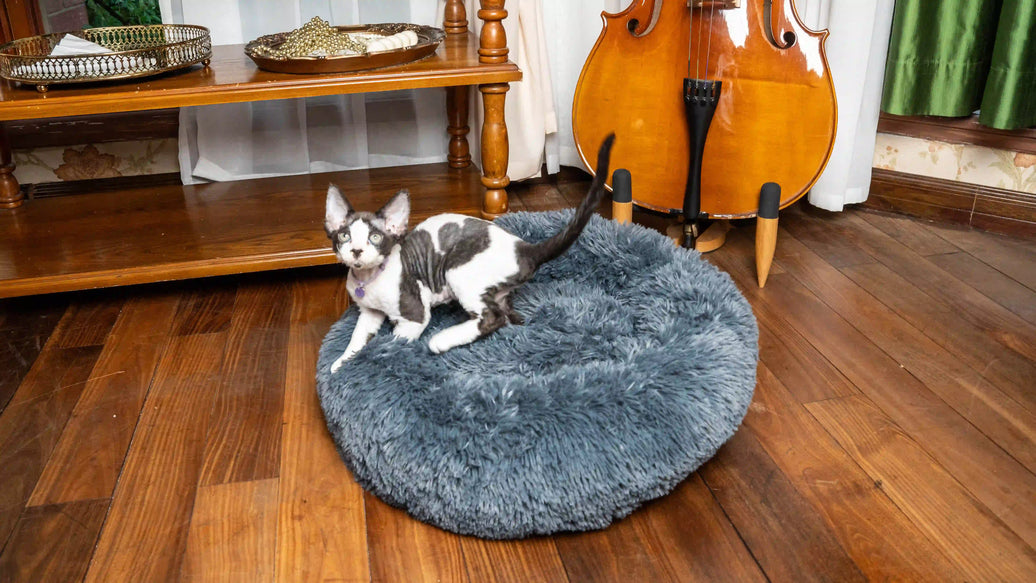 How to Bring an Outdoor Cat Inside—and Help Them Feel at Home