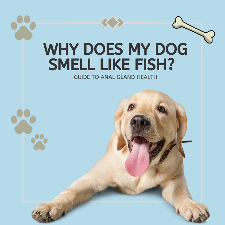 Why Does My Dog Smell Like Fish? The Complete Guide to get rid of dog gland smell