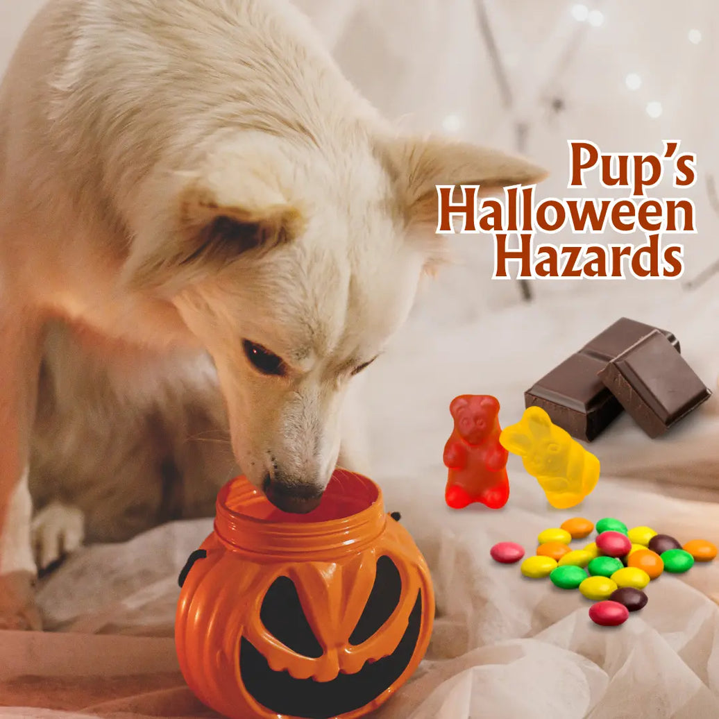 Halloween Pet Safety: The Complete 2025 Guide