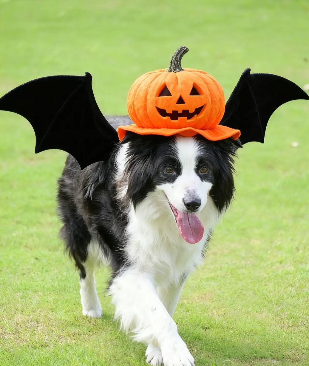 Halloween Pet Safety: The Complete 2025 Guide