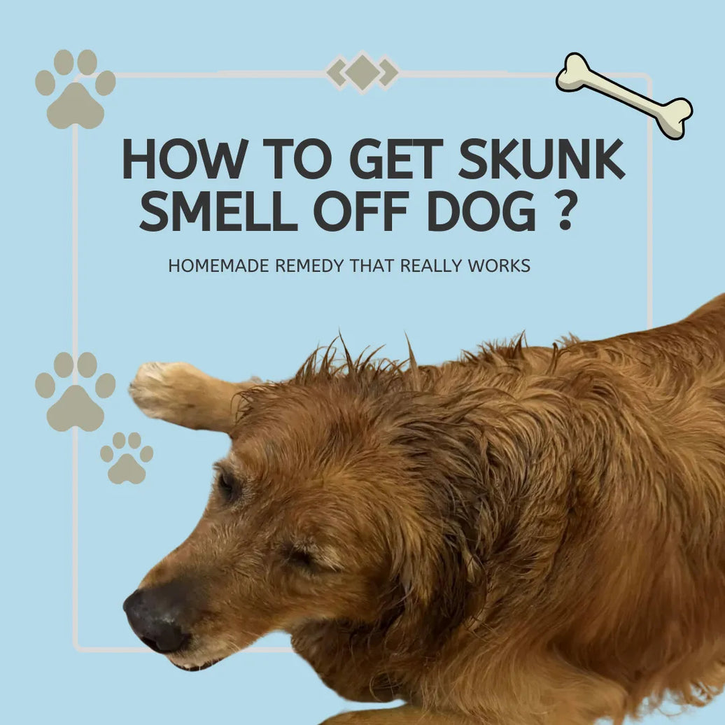 How to Get Skunk Smell Off Dog Fast - Homemade Remedy That Really Works