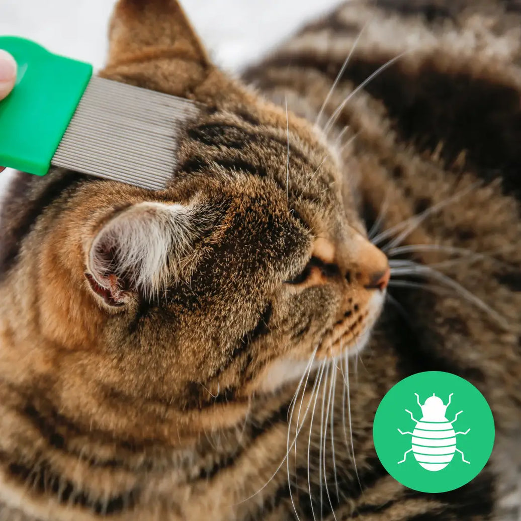 Natural Flea and Tick Prevention for Dogs and Cats: The Ultimate Fall Guide to Safe Remedies