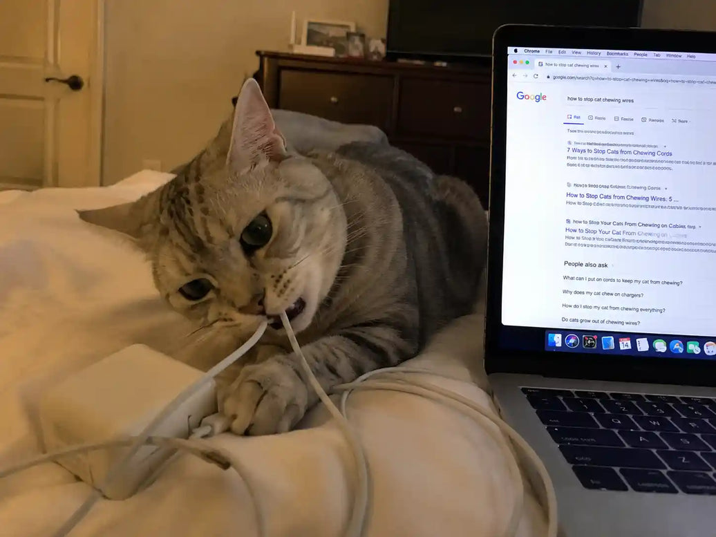 How to Stop Your Cat From Chewing on Wires Without Turning Your Home Into a Cable Jail