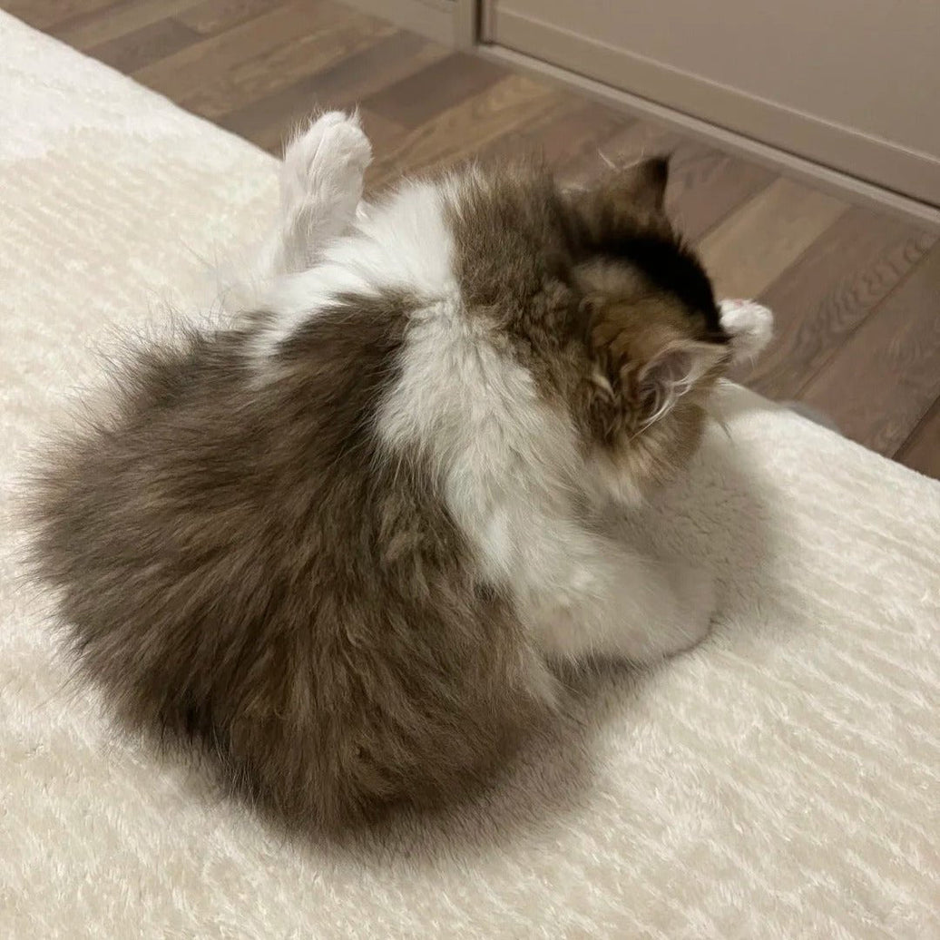 Cat Peeing on Its Legs? How to Clean, Remove Odor, and Prevent Future Accidents - 4FurBaby