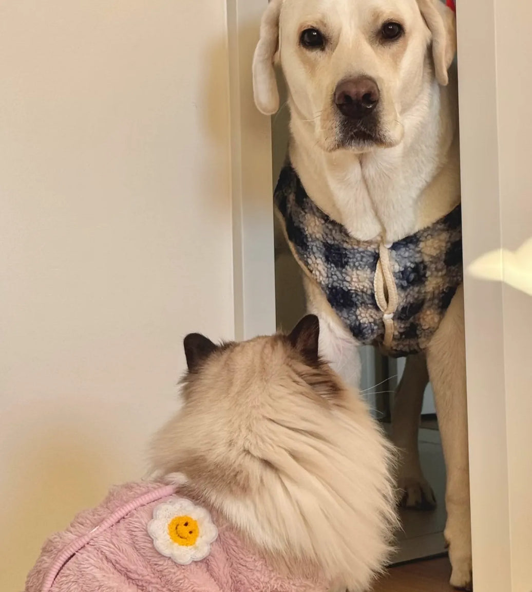 Cats and Dogs Living Together: Creating a Harmonious Multi-Pet Household