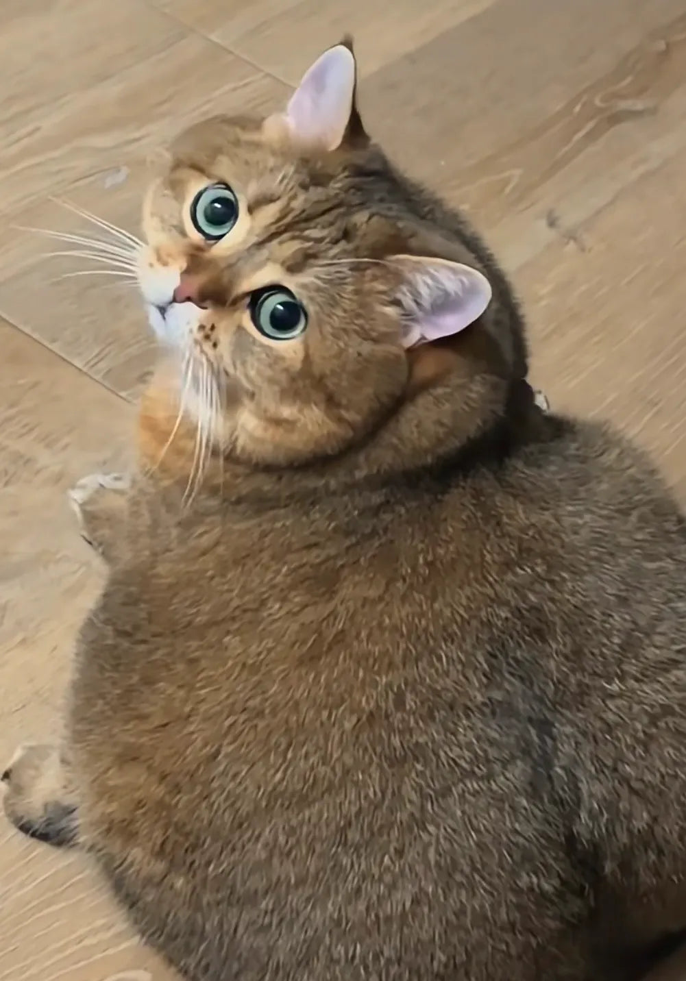 Why Do Cats Put Their Butt in Your Face? Feline Trust, Bonding & Hygiene Explained