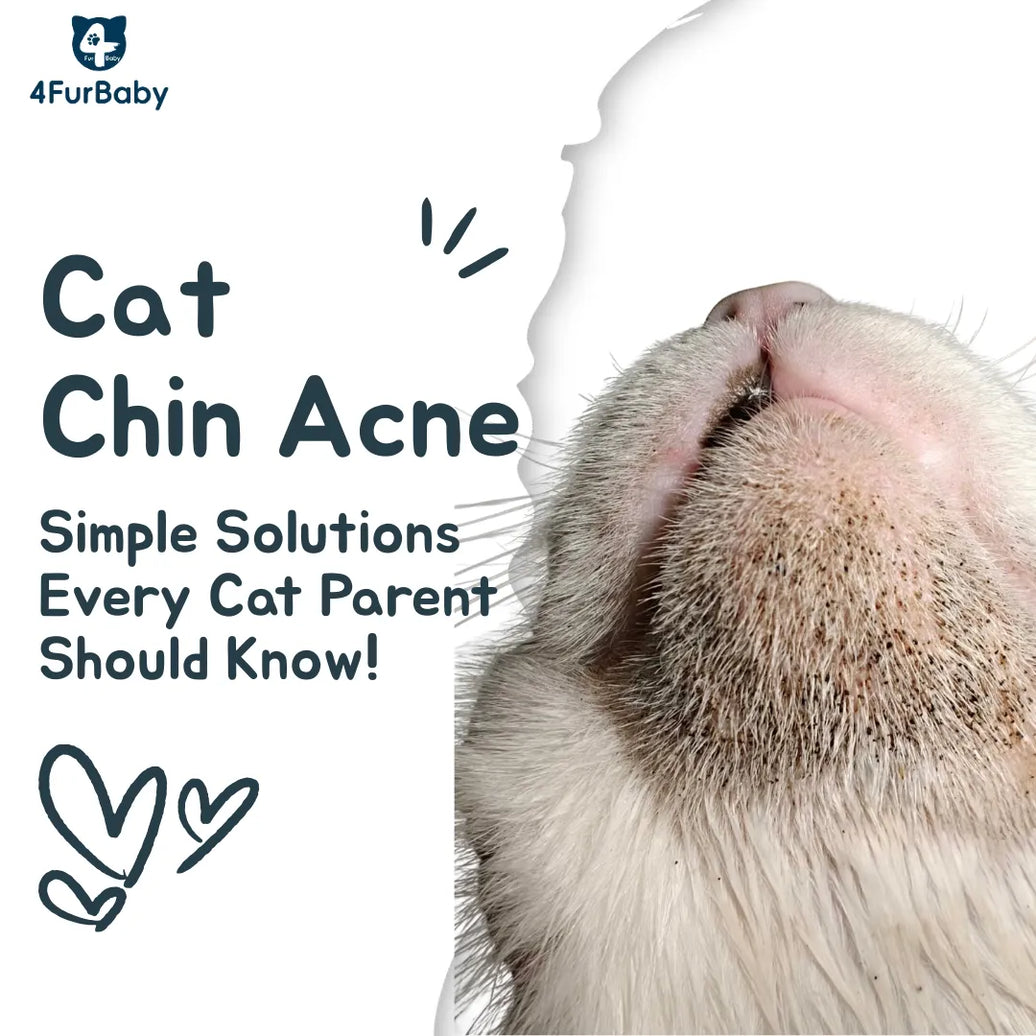 Cat Chin Acne Worries? Simple Solutions for a Healthy, Spot-Free Feline Chin!