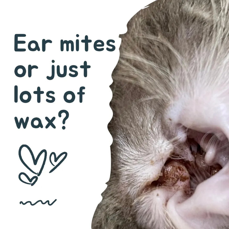 Cat Ear Mites or Just Wax? How to Identify, Treat, and Clean Your Cat’s Ears