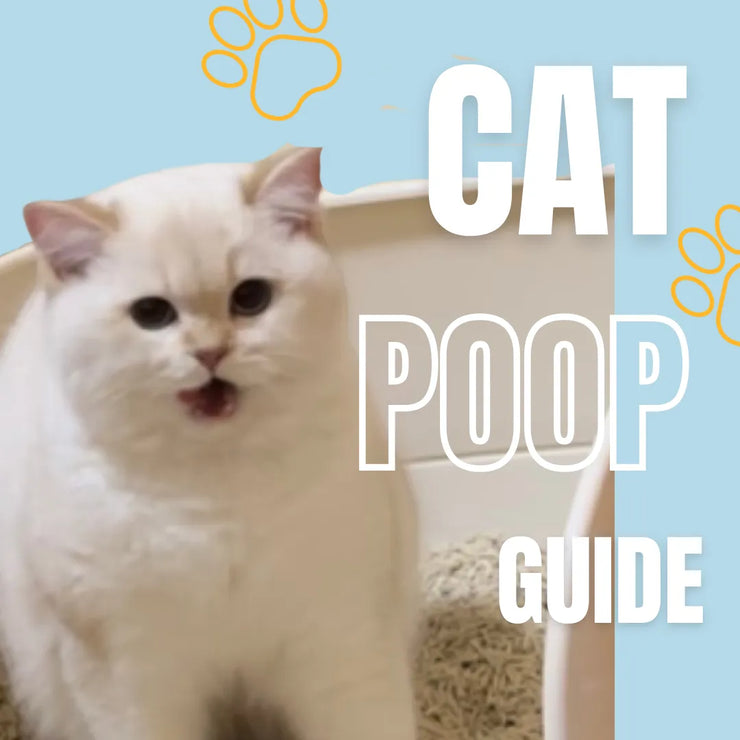 The Ultimate Guide to Cat Poop: What’s Normal & When to Worry