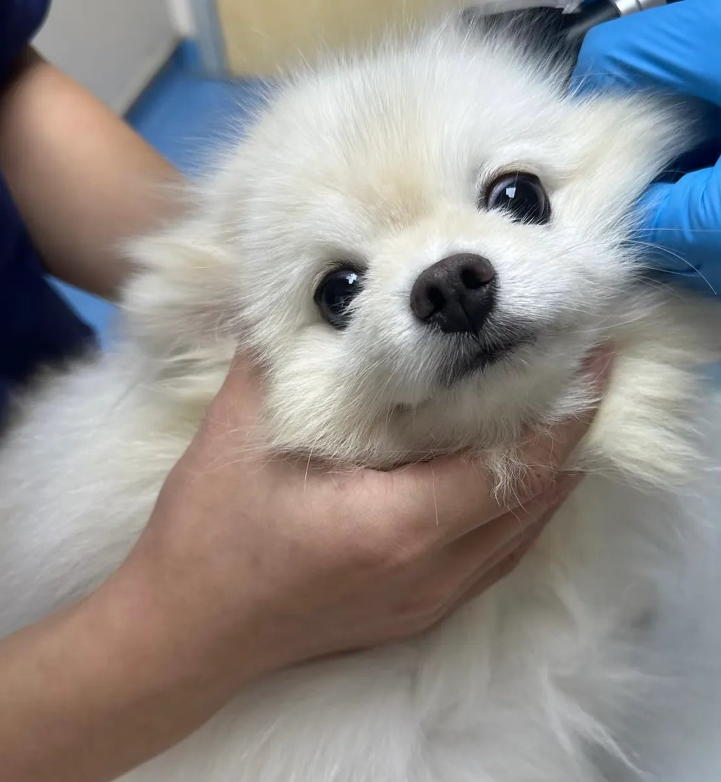 Dog Ear Care Made Simple: Wipes, Solutions & Step‑by‑Step Cleaning