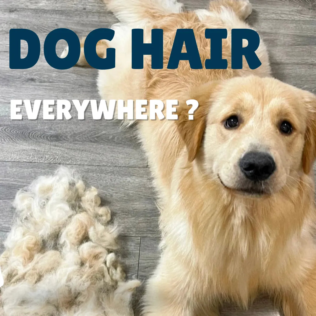 Dog Hair Everywhere? Smart Brushing, Nutrition, & Cleaning Tips for a Fur-Free Home