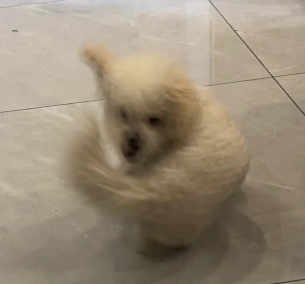 Is Your Dog Pacing or Circling? Vet-Approved Tips & Solutions