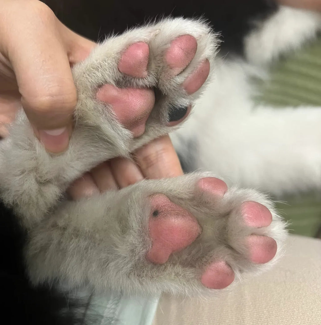 How to Clean Dog Paws After Walks: 8 Real-Life Tips from a Dog Parent