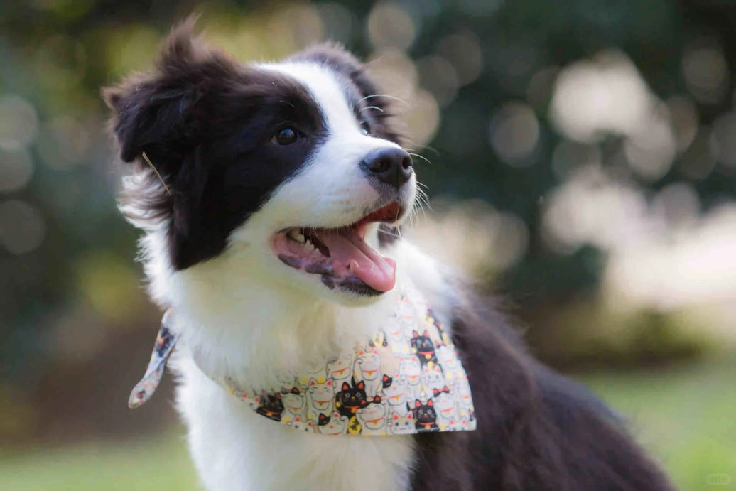 Eco-Friendly Pet Products: Creating a Better Future for Our Planet and Pets - 4FurBaby