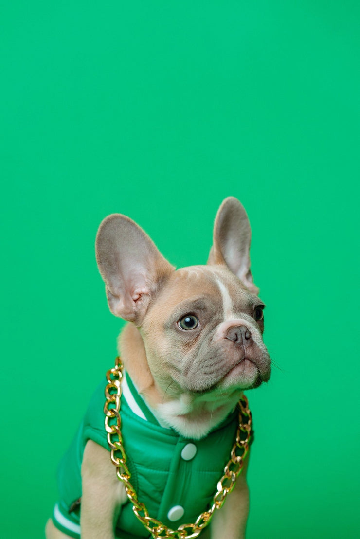 Fascinating Dog Facts: Discover the World of Our Canine Friends - 4FurBaby