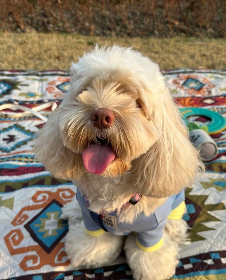 From Chaos to Confidence: A Beginner's Guide to Dog Walking - 4FurBaby