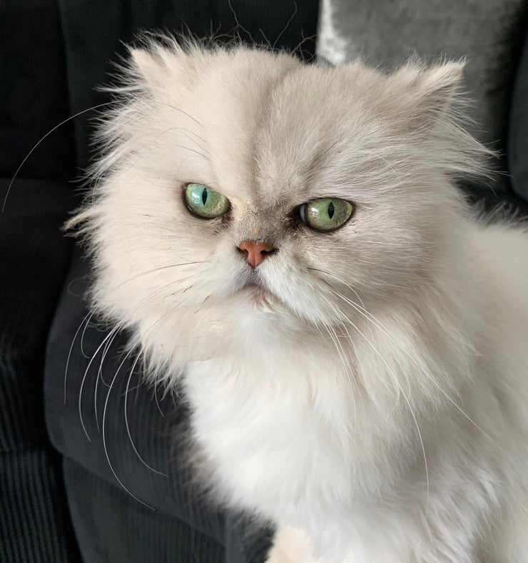 Fun Facts About Cats: Discover the Fascinating World of Felines - 4FurBaby