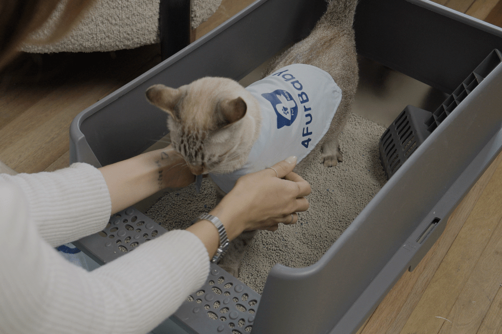 Heartfelt Cat Litter Box Story | Love Beyond Goodbye - 4FurBaby
