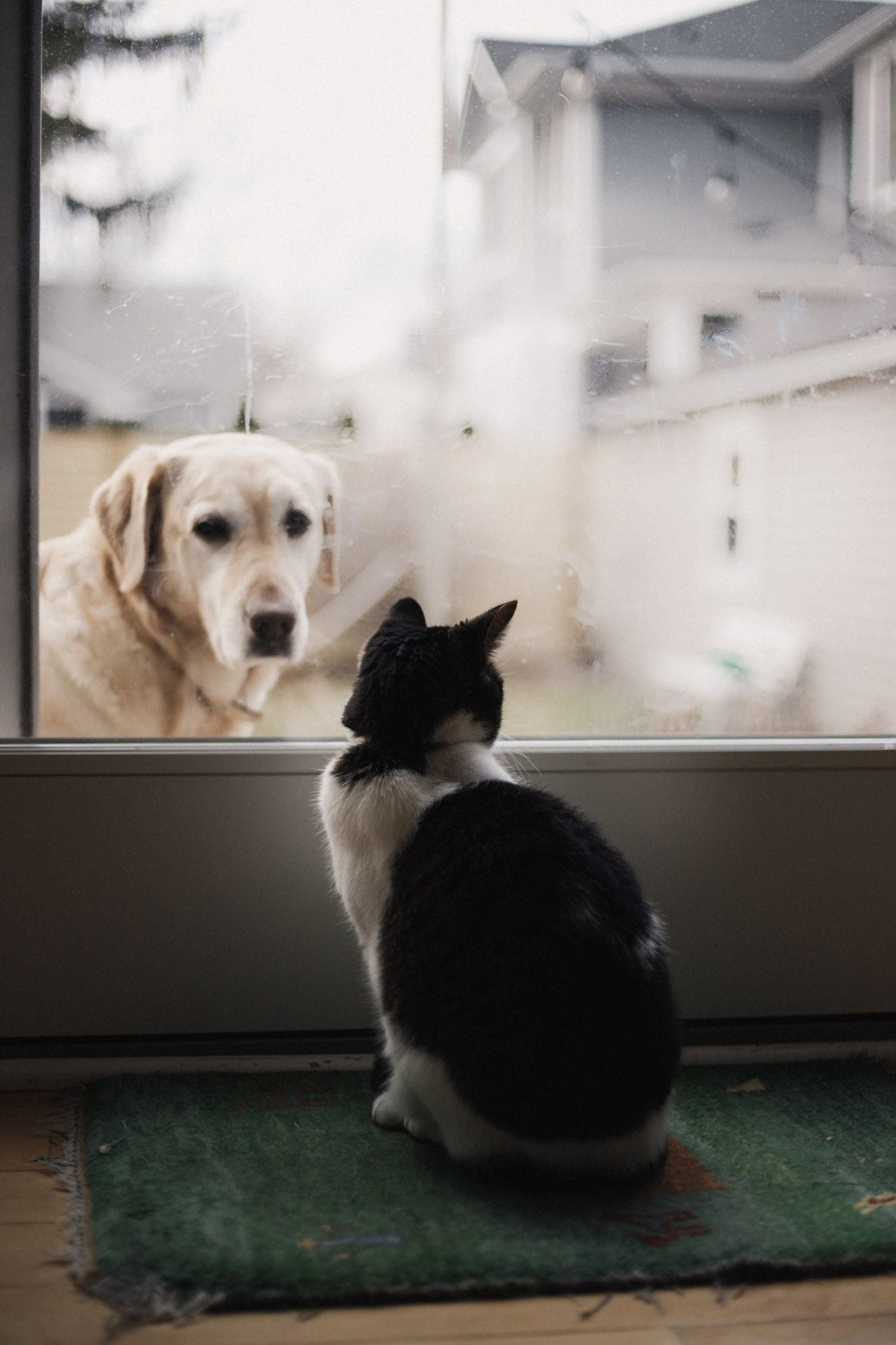 Helping Your Pet Overcome Separation Anxiety - 4FurBaby