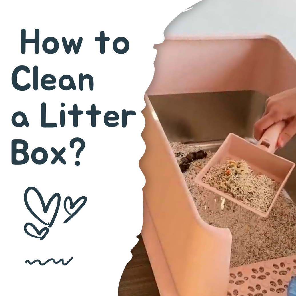How to Clean a Litter Box? Step-by-Step Advice for Every Cat Owner