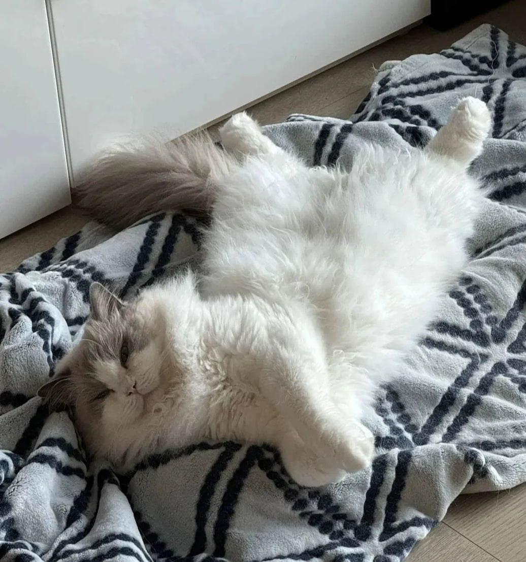 Is Your Cat Peeing on Your Pillow Out of Revenge? The Science Behind Feline “Payback” Behaviors - 4FurBaby