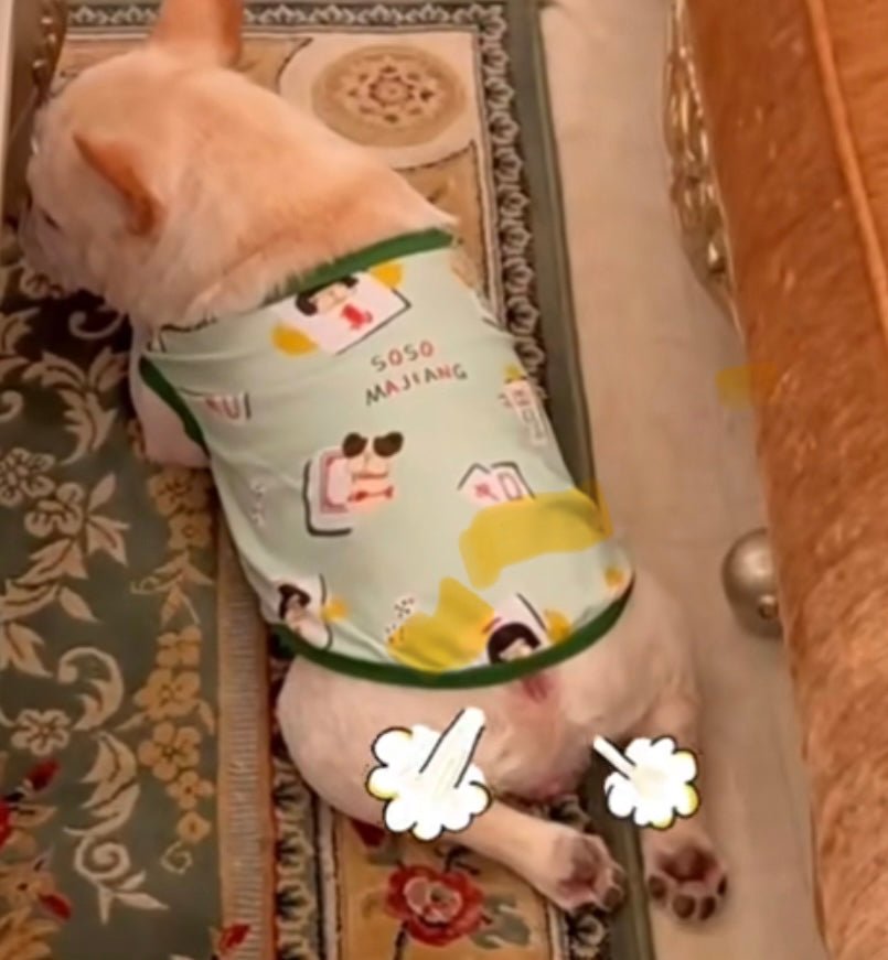 Is Your Dog One of the Gassiest Breeds? Why Dogs Fart So Much, Causes, and Vet-Approved Solutions - 4FurBaby